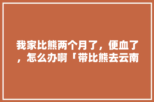 我家比熊两个月了，便血了，怎么办啊「带比熊去云南旅游攻略图片」 我家比熊两个月了，便血了，怎么办啊「带比熊去云南旅游攻略图片」 汽车常识