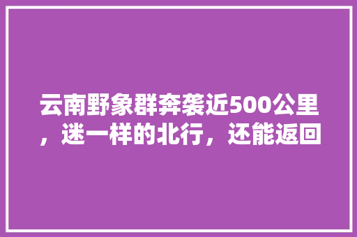 云南野象群奔袭近500公里，迷一样的北行，还能返回去吗「云南旅游广州组队攻略大全」 云南野象群奔袭近500公里，迷一样的北行，还能返回去吗「云南旅游广州组队攻略大全」 美食菜谱