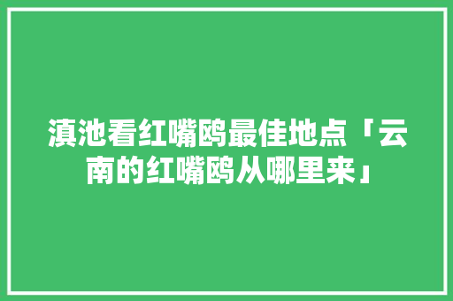 滇池看红嘴鸥最佳地点「云南的红嘴鸥从哪里来」 滇池看红嘴鸥最佳地点「云南的红嘴鸥从哪里来」 健康母婴