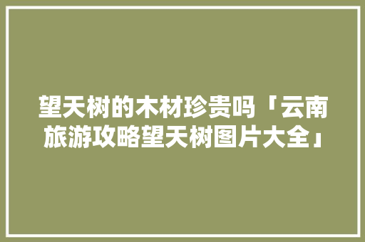 望天树的木材珍贵吗「云南旅游攻略望天树图片大全」 望天树的木材珍贵吗「云南旅游攻略望天树图片大全」 教育法律