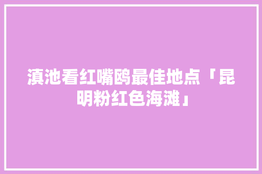 滇池看红嘴鸥最佳地点「昆明粉红色海滩」 滇池看红嘴鸥最佳地点「昆明粉红色海滩」 教育法律