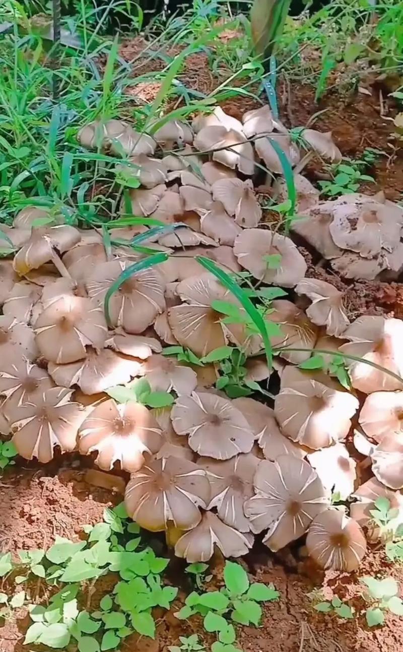 云南吃菌子的值得推荐的地方「云南捡菌子攻略」 美食菜谱 云南吃菌子的值得推荐的地方「云南捡菌子攻略」 云南吃菌子的值得推荐的地方「云南捡菌子攻略」 美食菜谱
