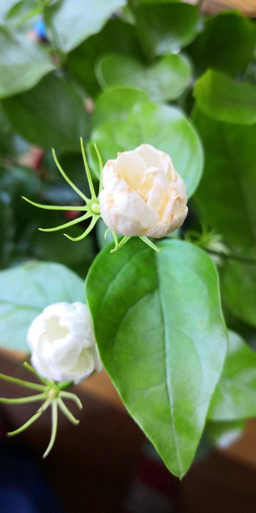 云南茉莉花几月开「云南旅游攻略8月花期是几月」 教育法律 云南茉莉花几月开「云南旅游攻略8月花期是几月」 云南茉莉花几月开「云南旅游攻略8月花期是几月」 教育法律