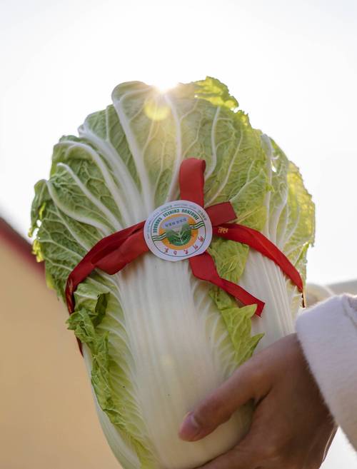 你吃过胶州大白菜吗?你认为哪里的白菜最好吃「胶州旅游攻略必去景点」 时尚穿搭 你吃过胶州大白菜吗?你认为哪里的白菜最好吃「胶州旅游攻略必去景点」 你吃过胶州大白菜吗?你认为哪里的白菜最好吃「胶州旅游攻略必去景点」 时尚穿搭