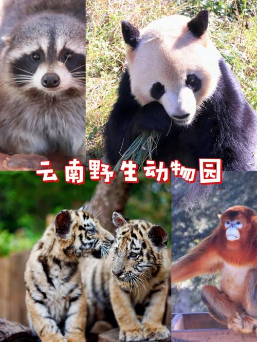 昆明野生动物园住宿游玩攻略「云南旅游全攻略坐车住宿的地方」 教育法律 昆明野生动物园住宿游玩攻略「云南旅游全攻略坐车住宿的地方」 昆明野生动物园住宿游玩攻略「云南旅游全攻略坐车住宿的地方」 教育法律