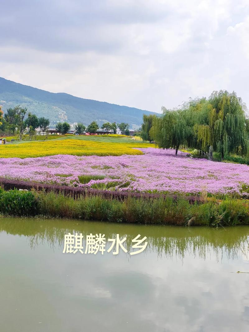 2021年麒麟水乡的荷花开了吗「云南旅游麒麟水乡攻略图片」 时尚穿搭 2021年麒麟水乡的荷花开了吗「云南旅游麒麟水乡攻略图片」 2021年麒麟水乡的荷花开了吗「云南旅游麒麟水乡攻略图片」 时尚穿搭