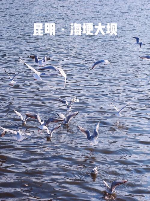 海埂大坝海鸥住宿攻略「云南旅游多人住宿攻略图」 手机电脑 海埂大坝海鸥住宿攻略「云南旅游多人住宿攻略图」 海埂大坝海鸥住宿攻略「云南旅游多人住宿攻略图」 手机电脑
