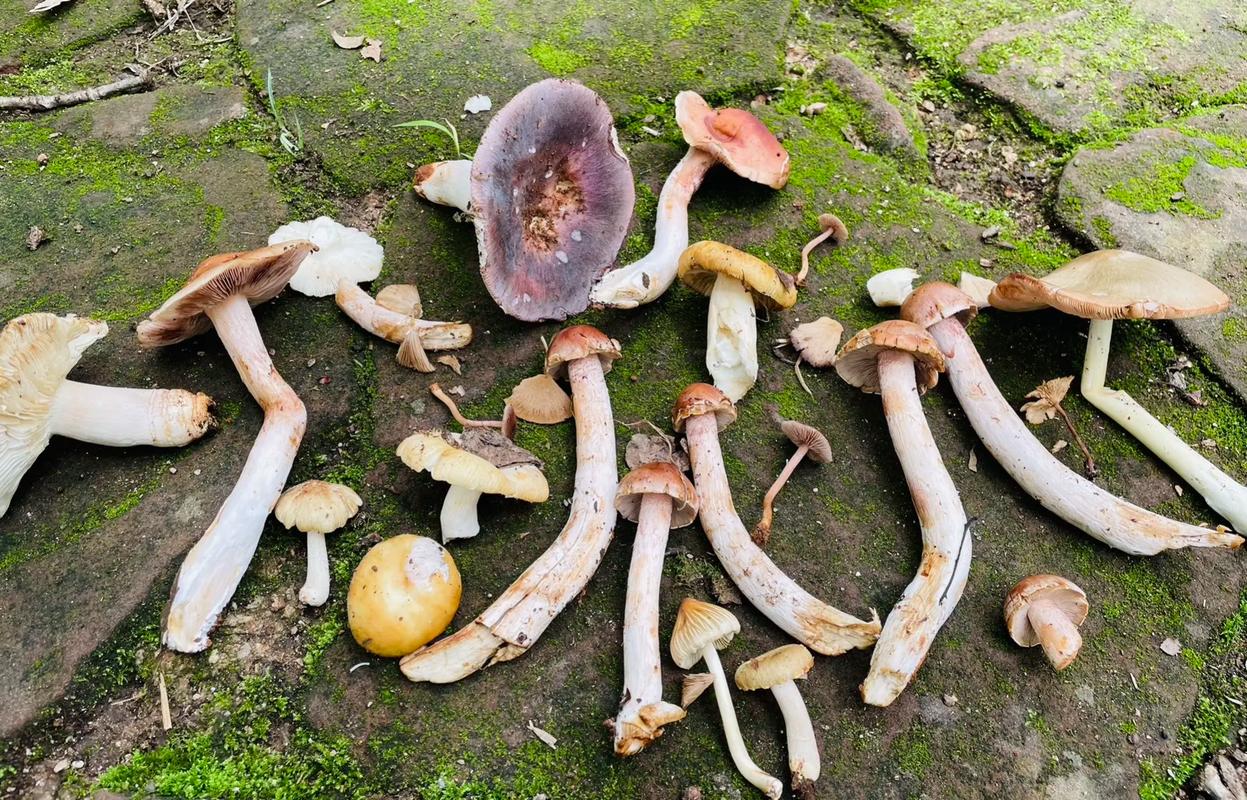昆明哪里捡野生菌最多「云南旅游捡蘑菇攻略视频大全」 旅游攻略 昆明哪里捡野生菌最多「云南旅游捡蘑菇攻略视频大全」 昆明哪里捡野生菌最多「云南旅游捡蘑菇攻略视频大全」 旅游攻略
