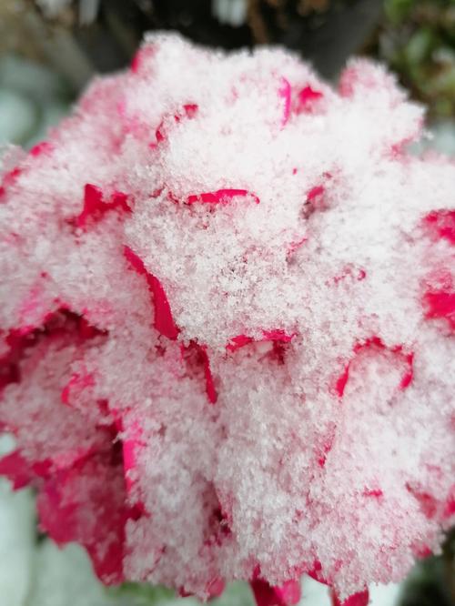云南热带气候怎么还下雪「云南旅游攻略8月底下雪吗」 汽车常识 云南热带气候怎么还下雪「云南旅游攻略8月底下雪吗」 云南热带气候怎么还下雪「云南旅游攻略8月底下雪吗」 汽车常识