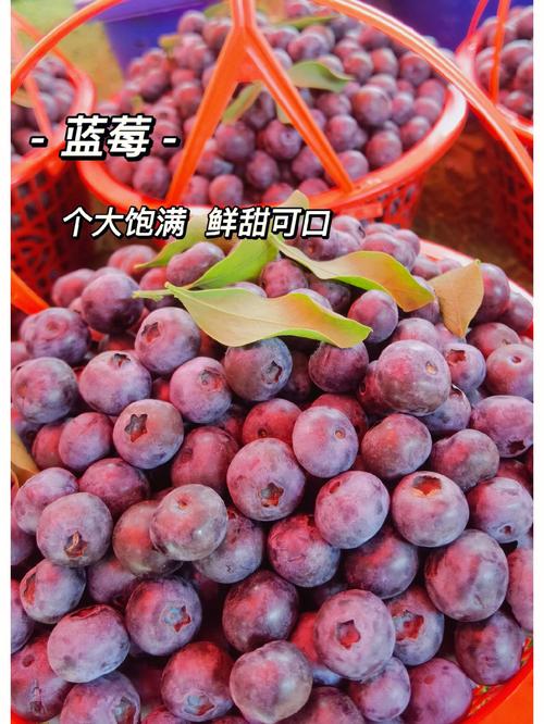 云南几月份水果出的最多「云南7月什么水果好吃」 手机电脑 云南几月份水果出的最多「云南7月什么水果好吃」 云南几月份水果出的最多「云南7月什么水果好吃」 手机电脑