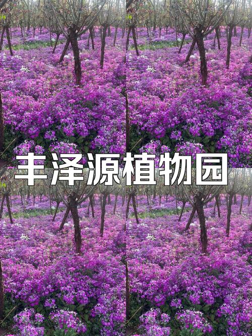 昆明丰泽源植物园攻略「云南旅游第四天攻略图片」 健康母婴 昆明丰泽源植物园攻略「云南旅游第四天攻略图片」 昆明丰泽源植物园攻略「云南旅游第四天攻略图片」 健康母婴