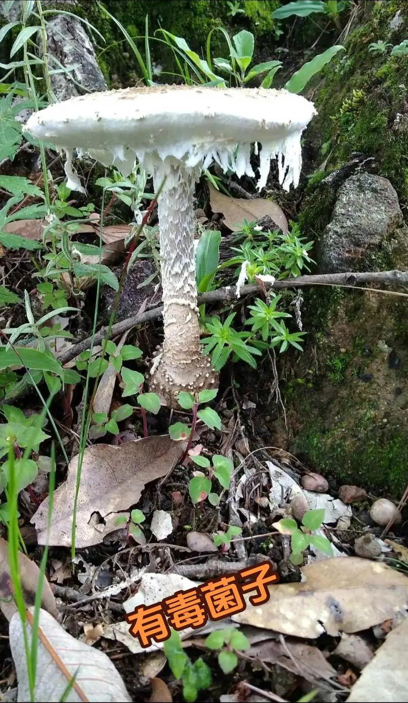 云南吃菌子的季节「云南吃菌子攻略」 健康母婴 云南吃菌子的季节「云南吃菌子攻略」 云南吃菌子的季节「云南吃菌子攻略」 健康母婴