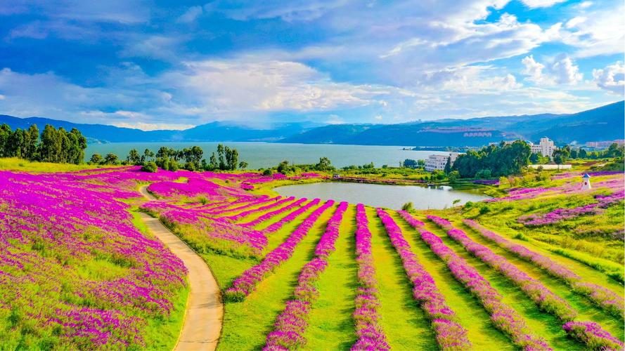昆明阳宗海云端花海要门票吗「云南旅游攻略花海图片」 手机电脑 昆明阳宗海云端花海要门票吗「云南旅游攻略花海图片」 昆明阳宗海云端花海要门票吗「云南旅游攻略花海图片」 手机电脑