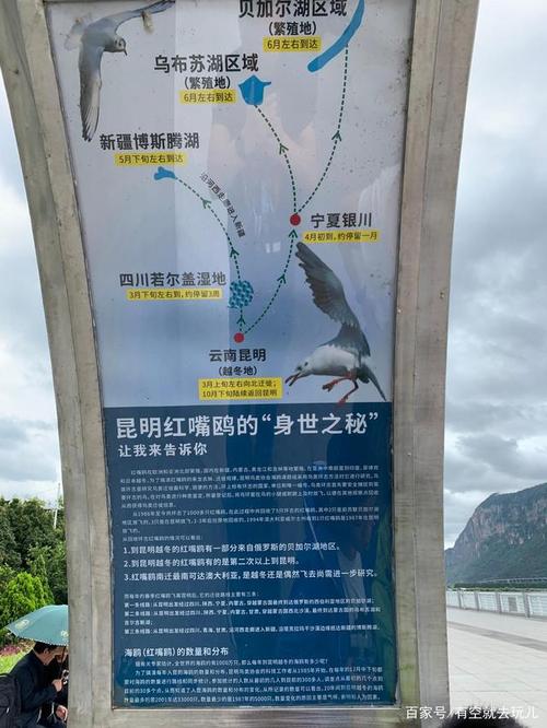 去昆明看海鸥的文案「云南旅游攻略路线看海鸥最佳地点」 教育法律 去昆明看海鸥的文案「云南旅游攻略路线看海鸥最佳地点」 去昆明看海鸥的文案「云南旅游攻略路线看海鸥最佳地点」 教育法律